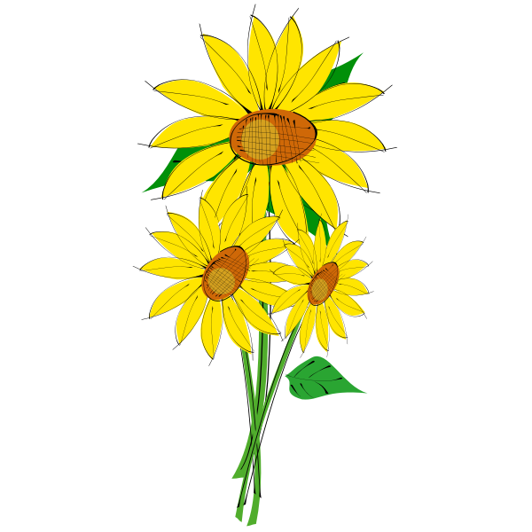 Helianthus