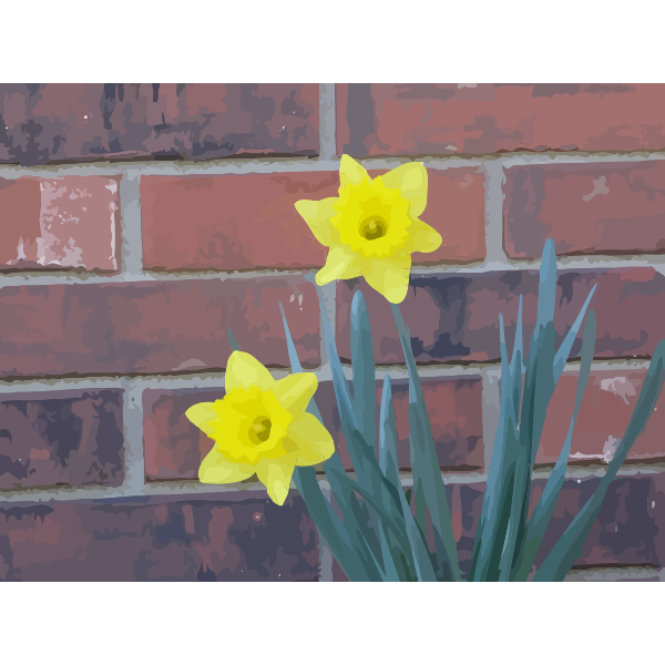 daffodils 01