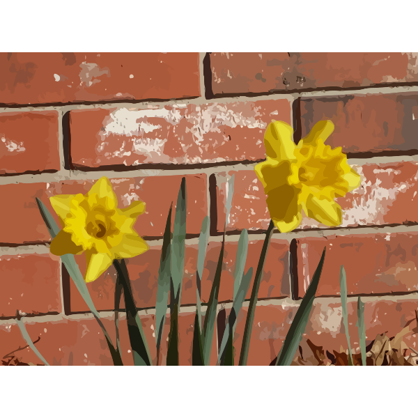 daffodils 03