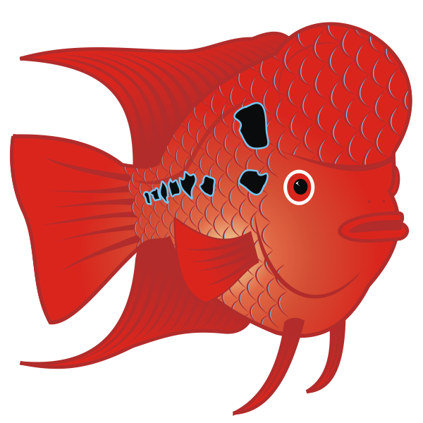 Flowerhorn Fish  Vector Image