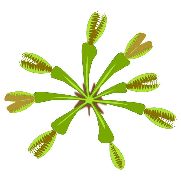 Vector graphics of carnivorous plant view from top