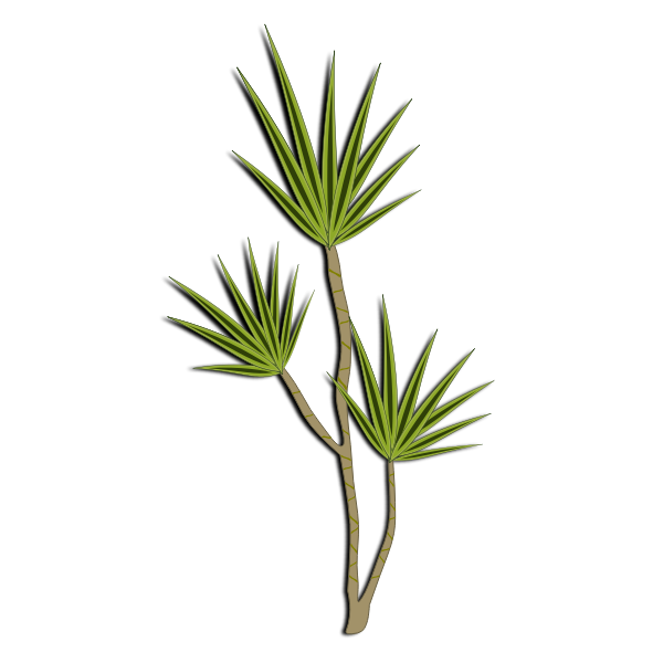 dracena