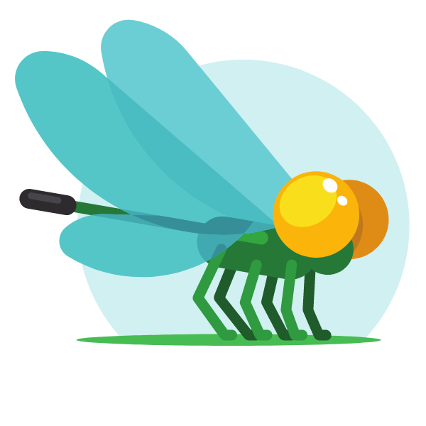 Dragonfly insect