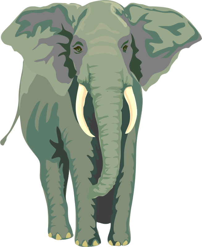 African elephant