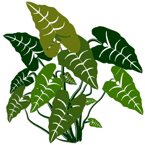 Elephant ears plant