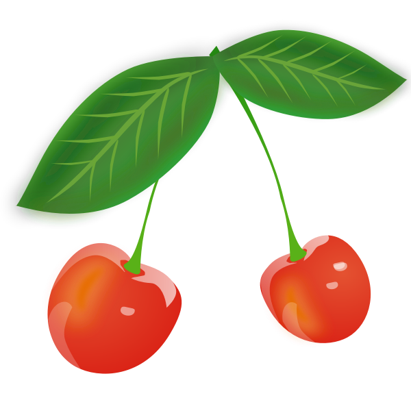 Cherry vector image