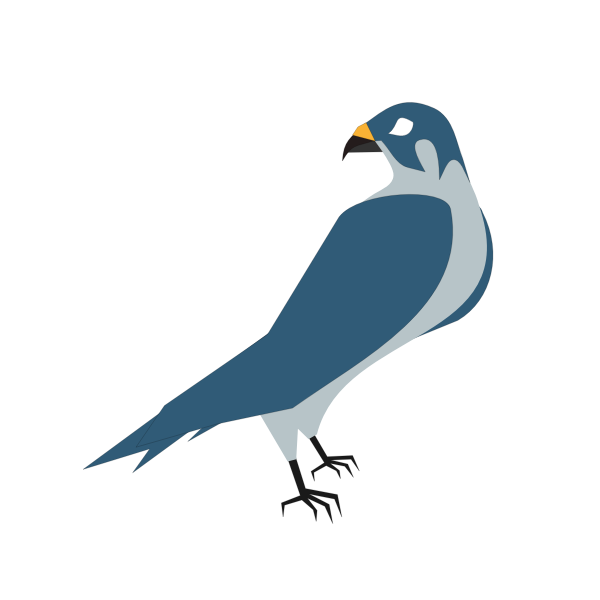 Vector image of a hawk