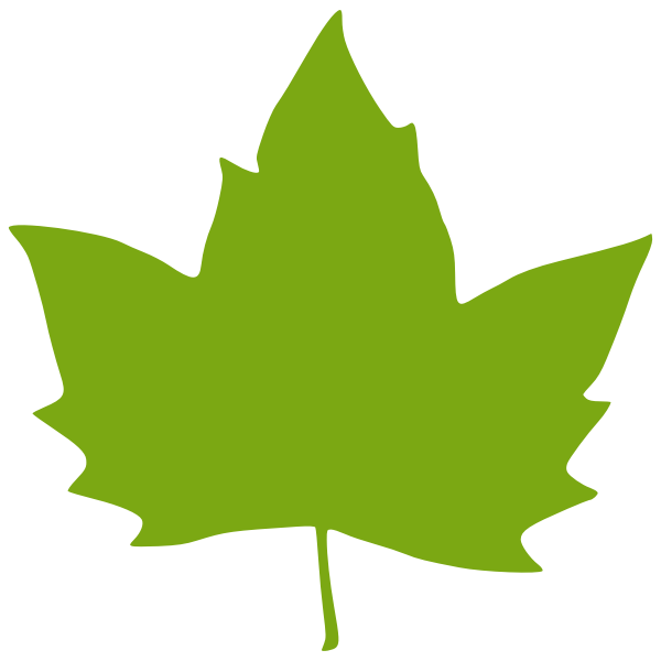 Vector illustration of a maple leaf