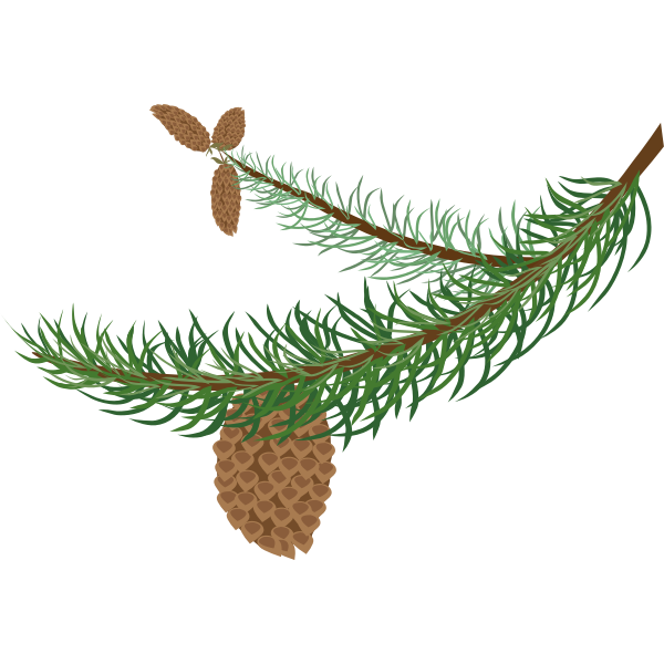 Fir branch with cones