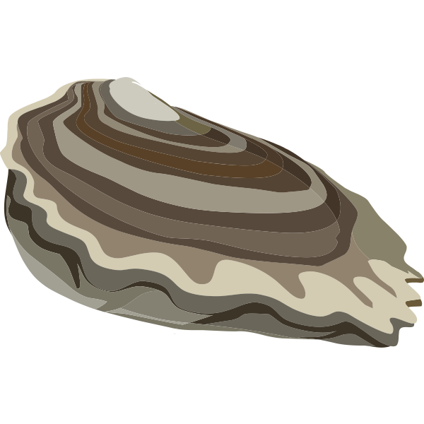 food oysters ocean