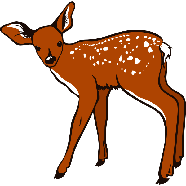 Fawn