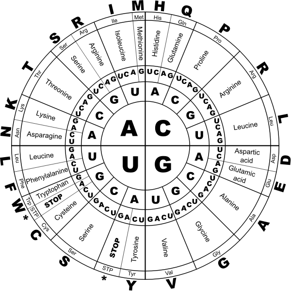 Genetic code RNA BW vector graphics