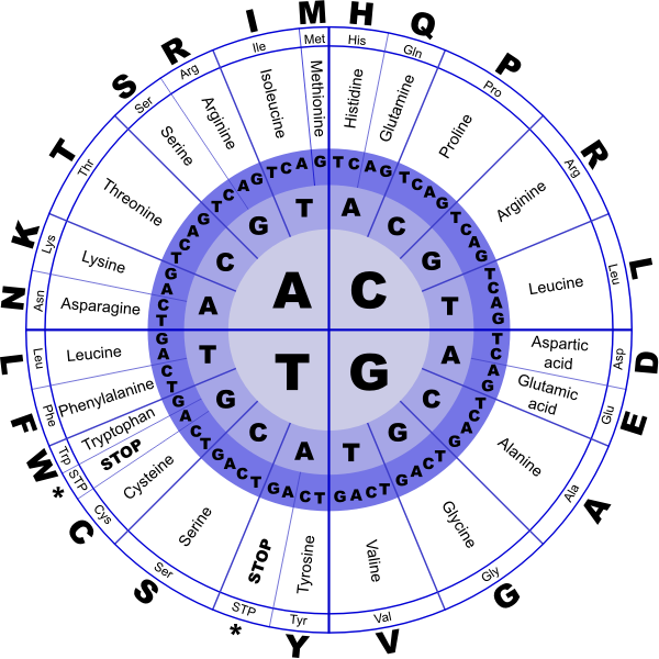 Genetic code vector image