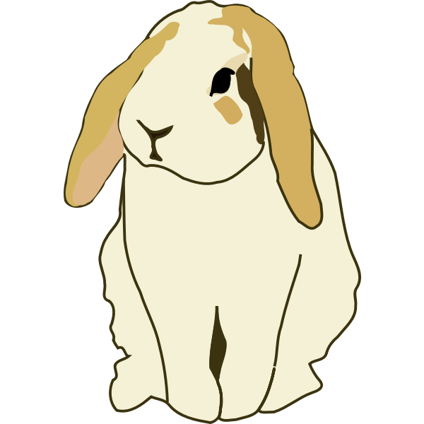 Lop eared rabbit