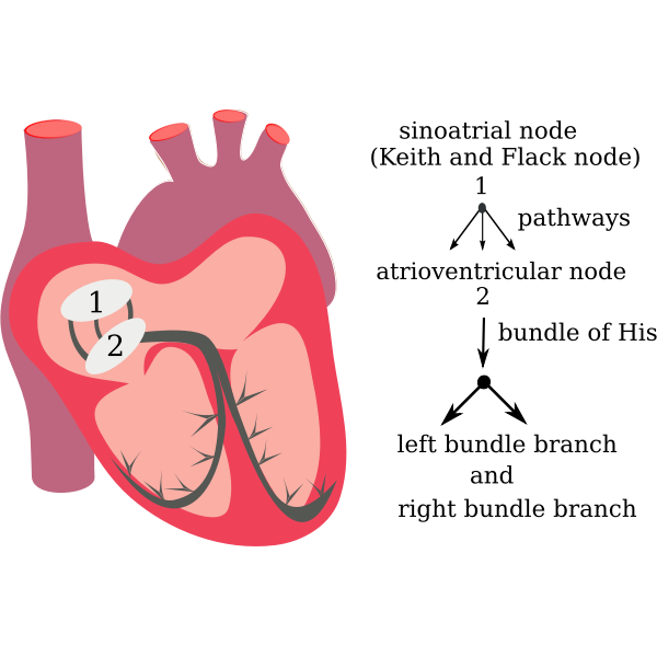 Vector drawing of heart electrical system