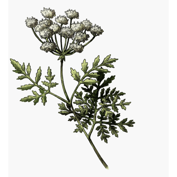 hemlock stem