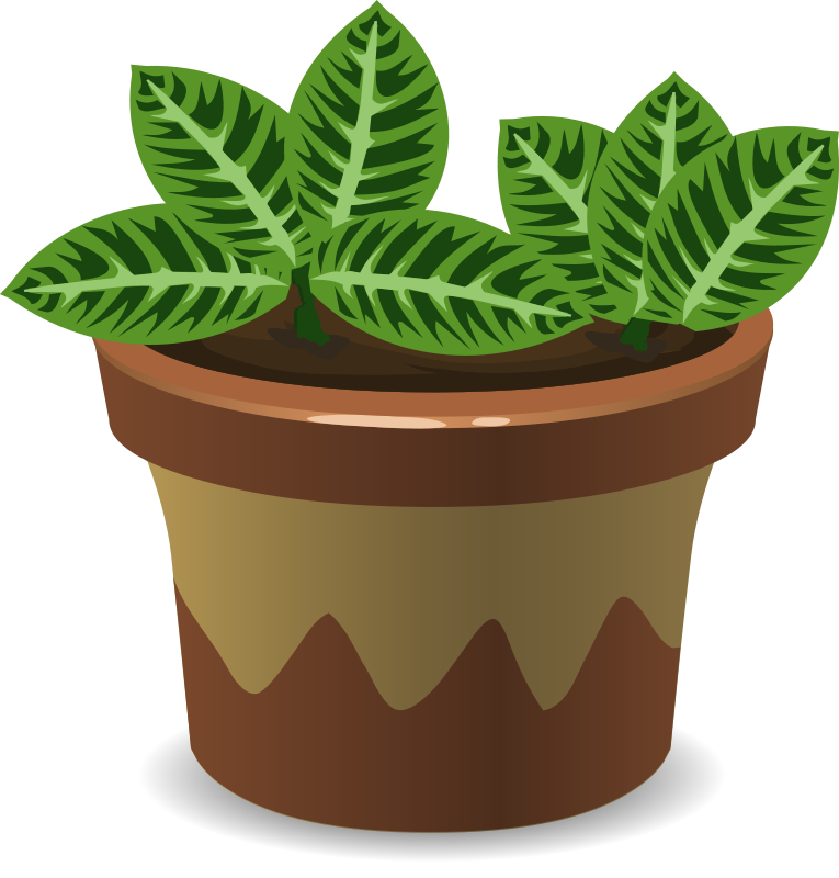 House Plant With Green Leaves