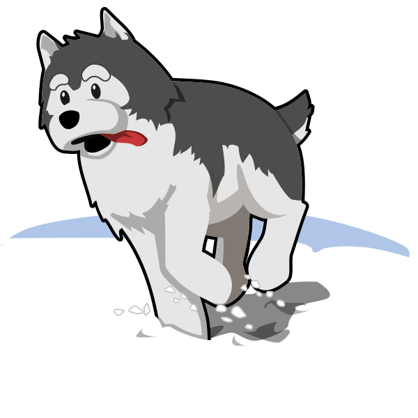 Husky running in snow