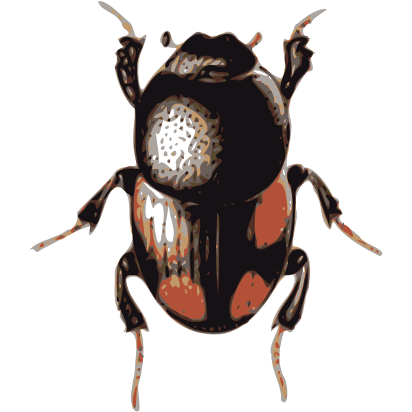 Scarab beetle