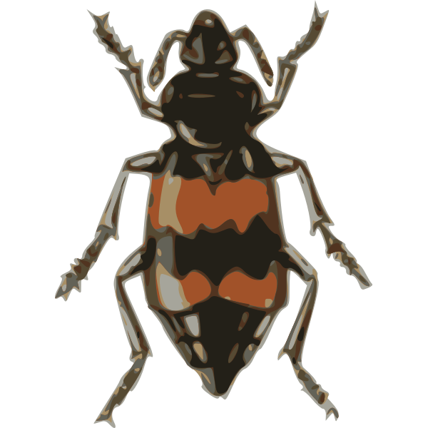 spotted sexton beetle (necrophorus guttatus)