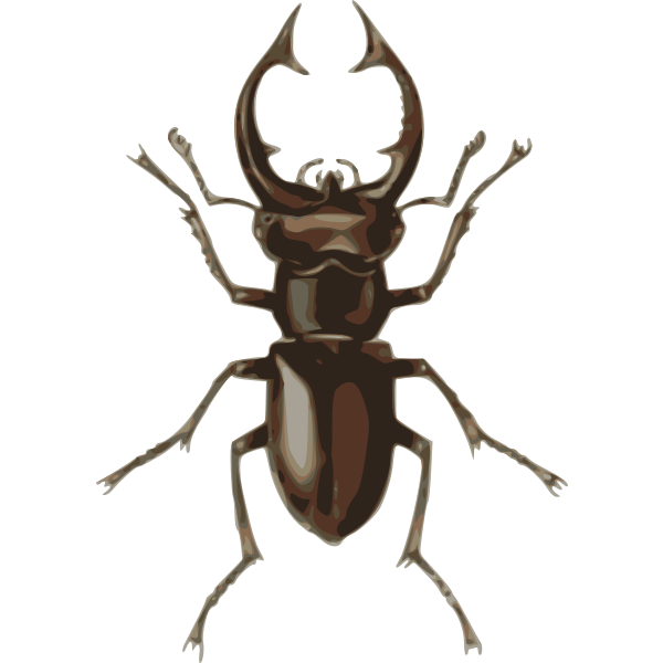 stag beetle (lucanus elephas)