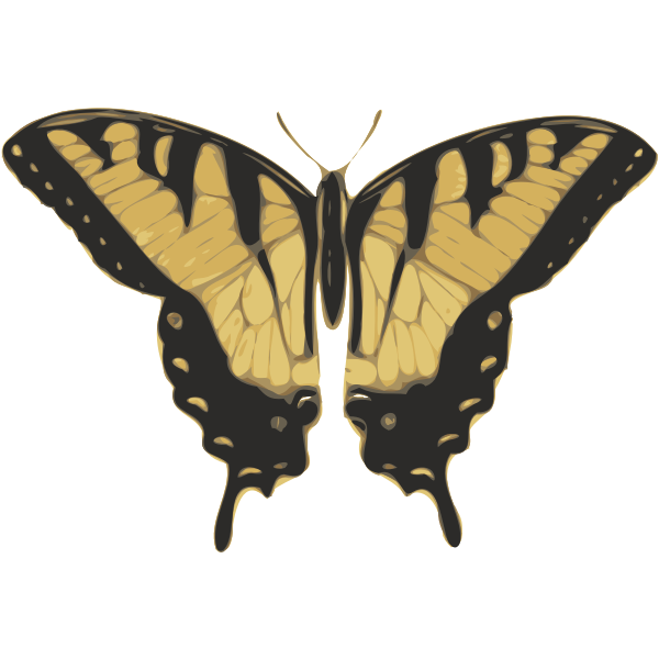 Vector image of tiger pattern butterfly