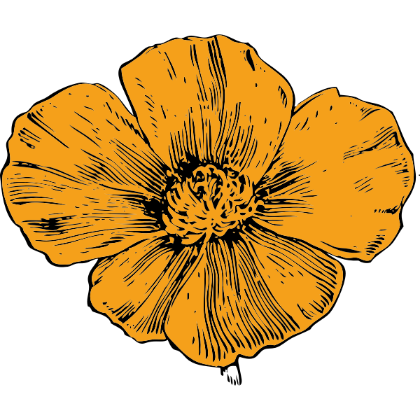 California poppy