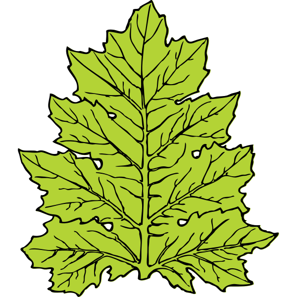 acanthus leaf