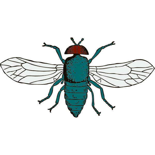 Vector illustration of bluebottle fly