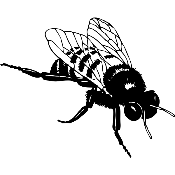 Vector clip art of bumble bee