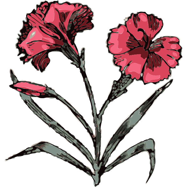 carnation