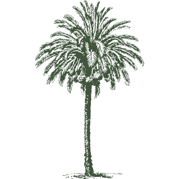 date palm