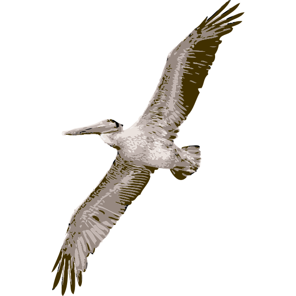 pelican