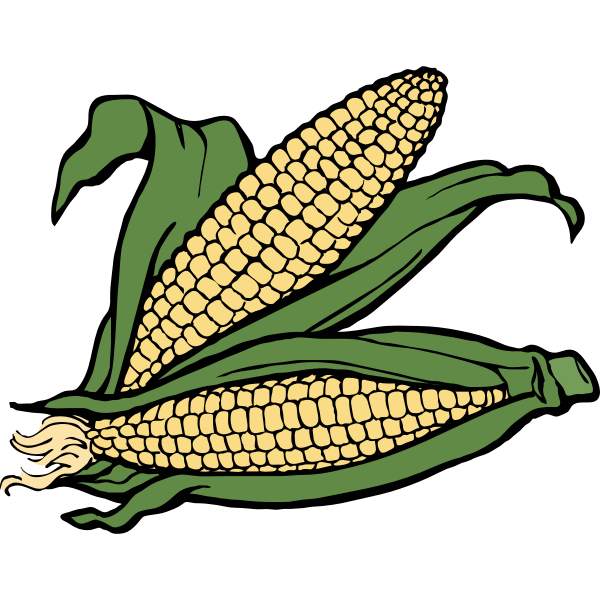 Two ears of corn vector illustration