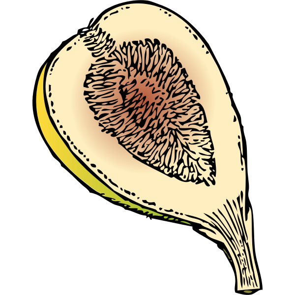 Fig in half vector graphics