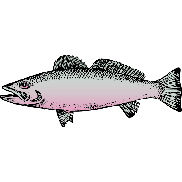 Generic river fish vector drawing