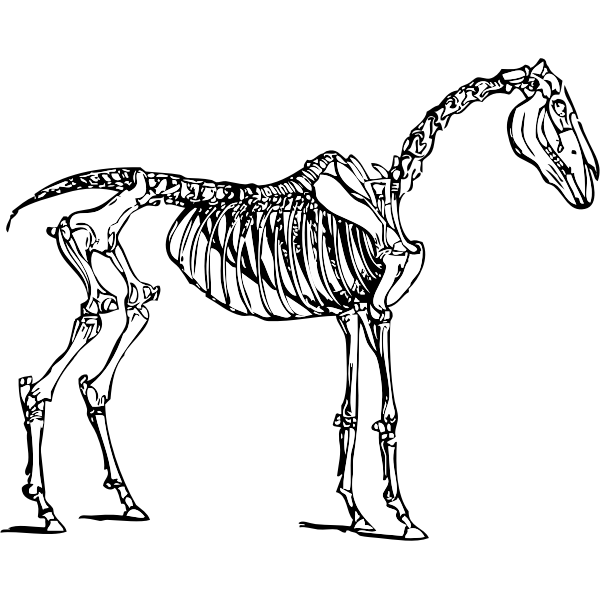 Vector image of horse skeleton