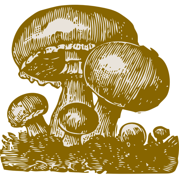 Mushrooms vector image