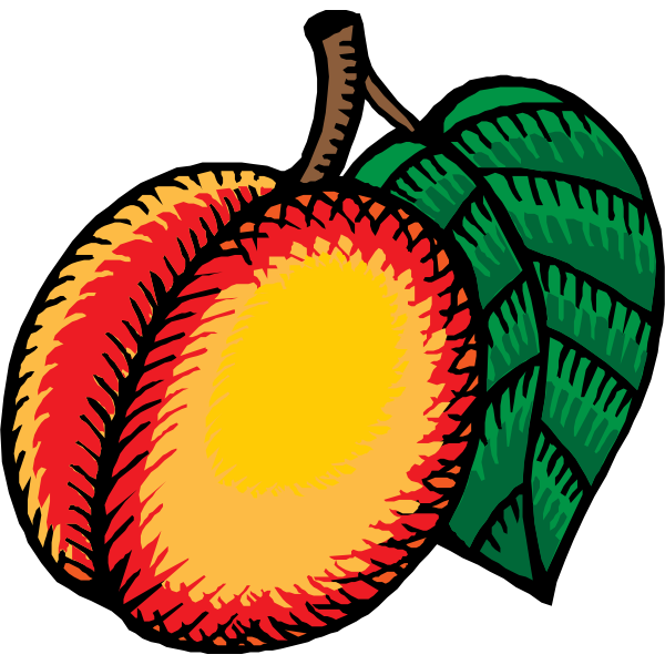 Nectarine vector clip art