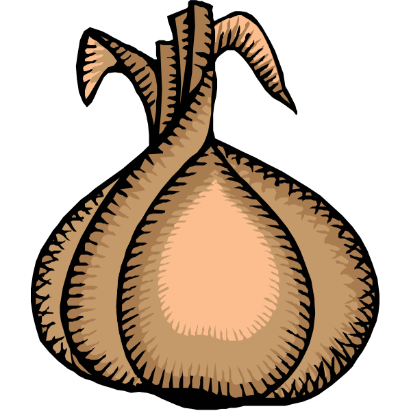 Ripe onion vector clip art