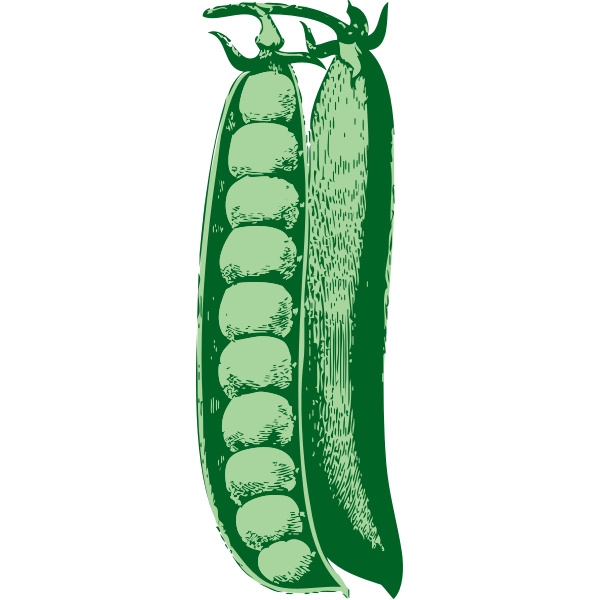 Peas vector illustration