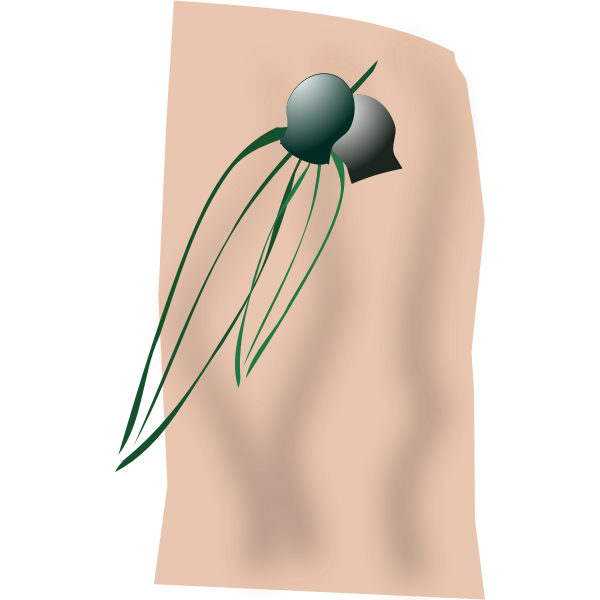 gumleaves