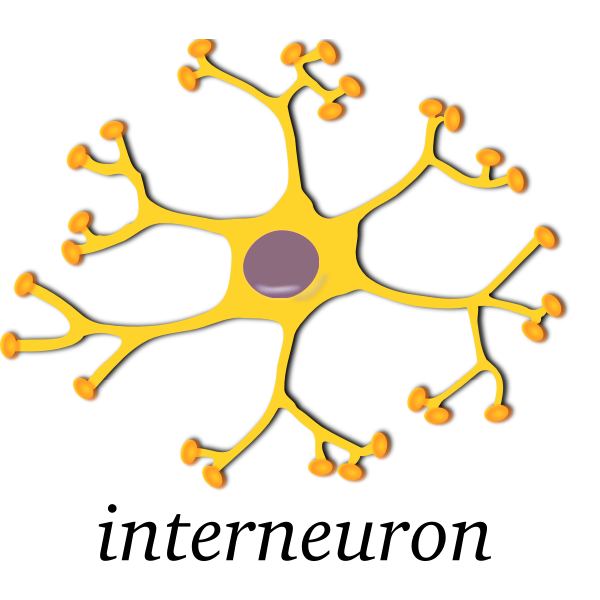 Vector image of neuron