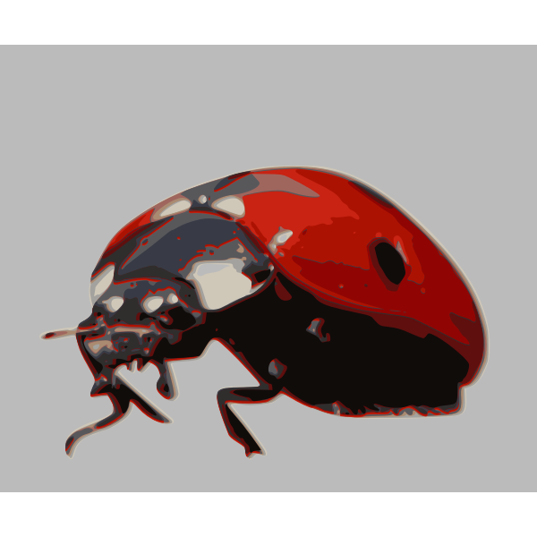 ladybird beetle