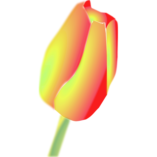 Tulip Flower