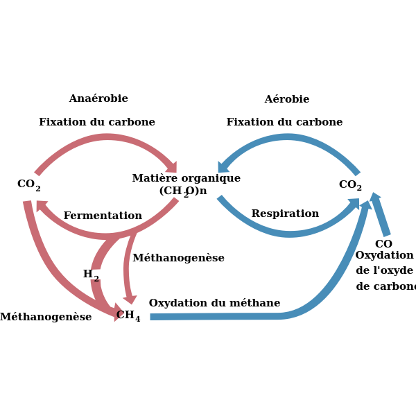 cycle biologic of carbon