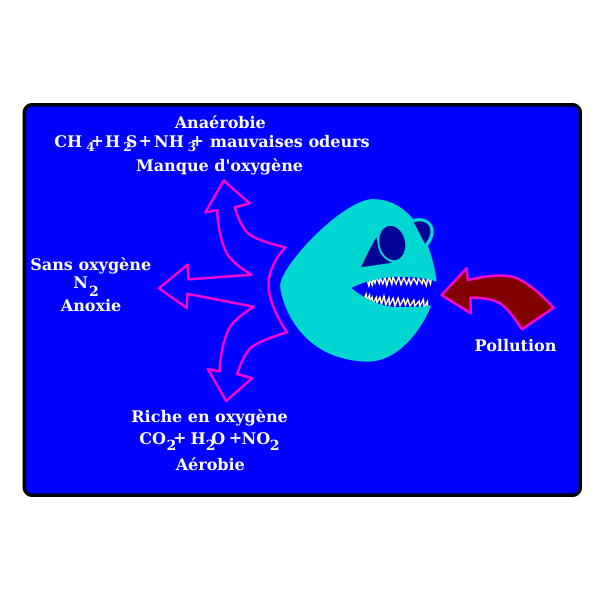 laurent d gradation bact rienne