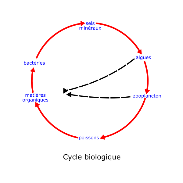 eutrophisation cycle