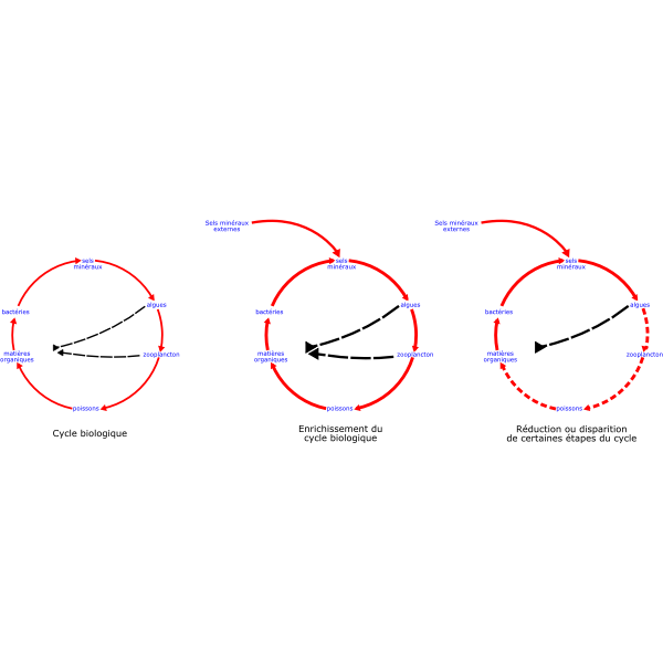 eutrophisation cycle