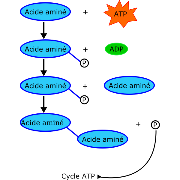 proteine